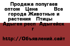 Продажа попугаев оптом › Цена ­ 500 - Все города Животные и растения » Птицы   . Адыгея респ.,Адыгейск г.